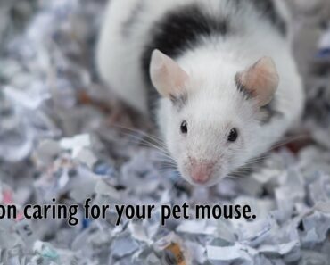 Tips on caring for your pet mouse