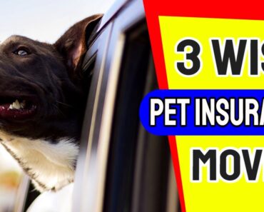 3 Wise Pet Insurance moves to make right now –