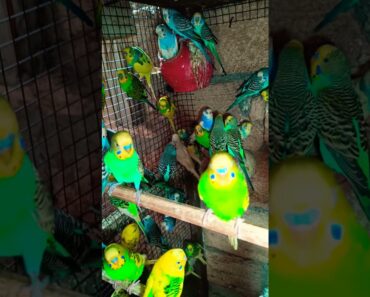 100 budgies bird’s sound in my colony #shorts