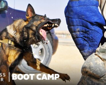 How Military Dogs Are Trained | Boot Camp