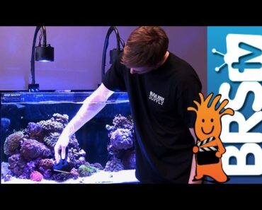Tips to Keep Your Aquarium Glass Clean