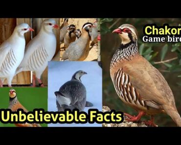 Chakor information | Chakor bird types